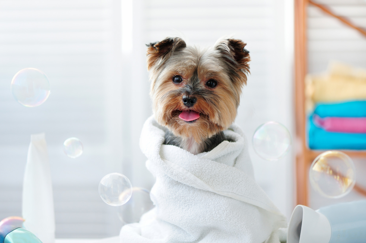 about our grooming practice  Suffield, CT 