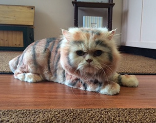 frank-cat